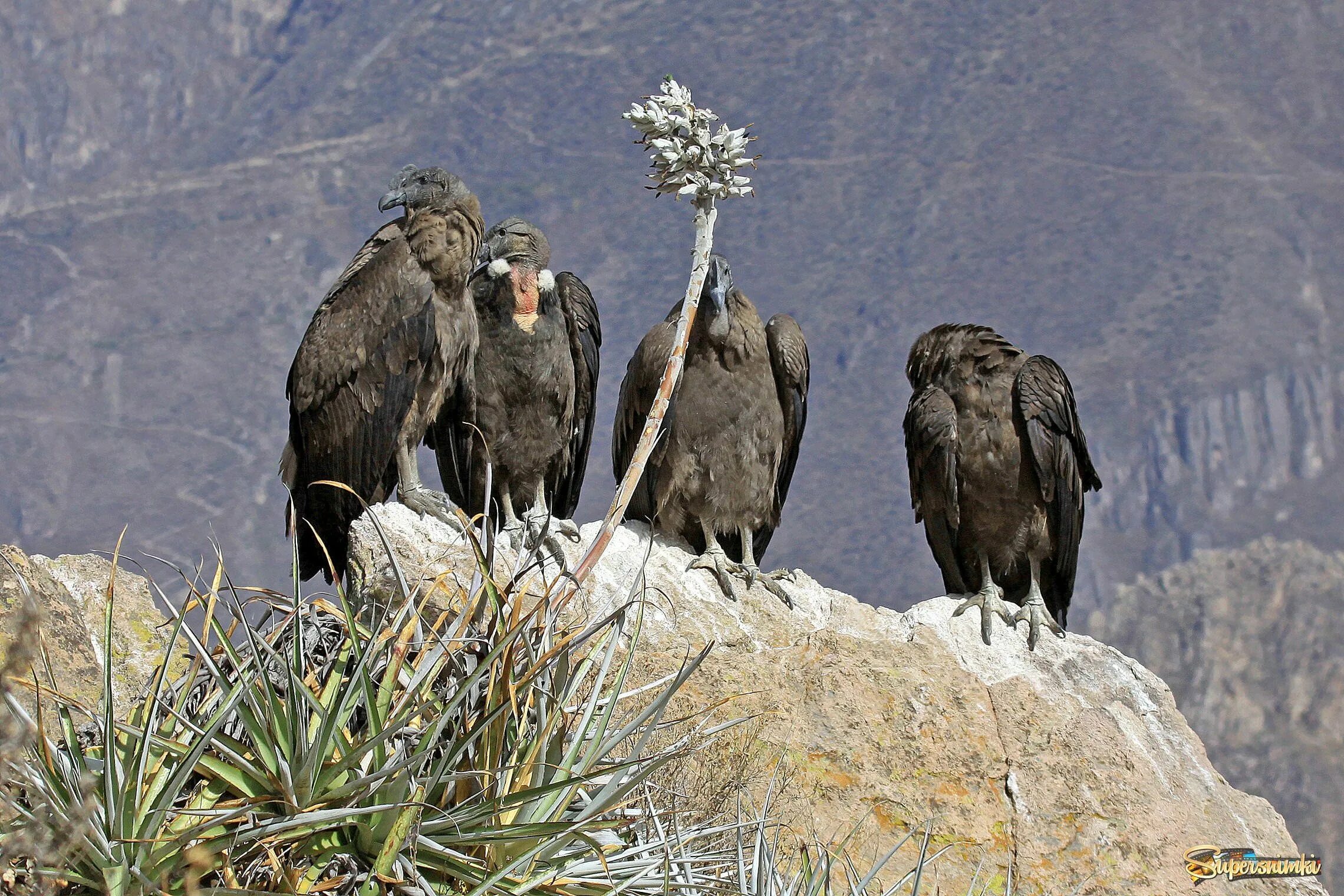 Condor