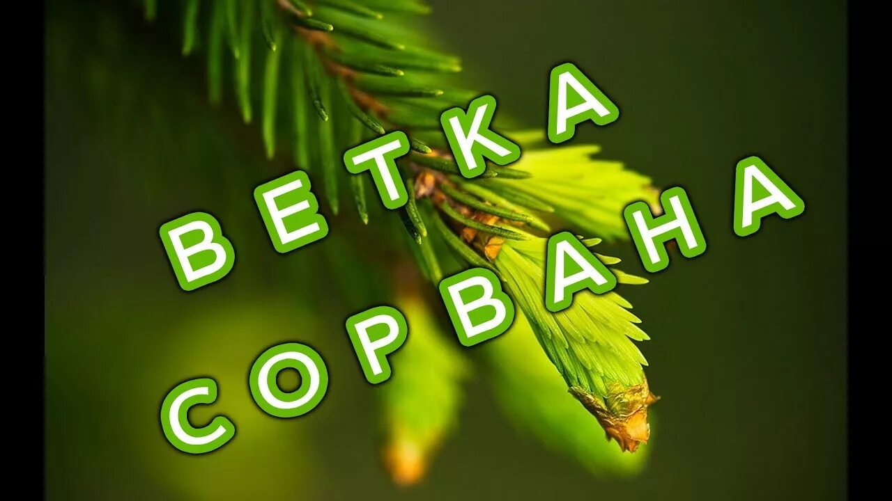 Песня ветка ни. Сорванная ветка. Завяла ель. Песня ветка сорвана. Ветка сорвана завяла ель текст.