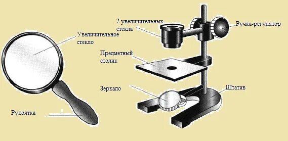 Штативная лупа строение 5 класс биология. Строение микроскопа и штативной лупы. строение микроскопа и лупы 5 класс биология. штативная лупа 6 класс биология.