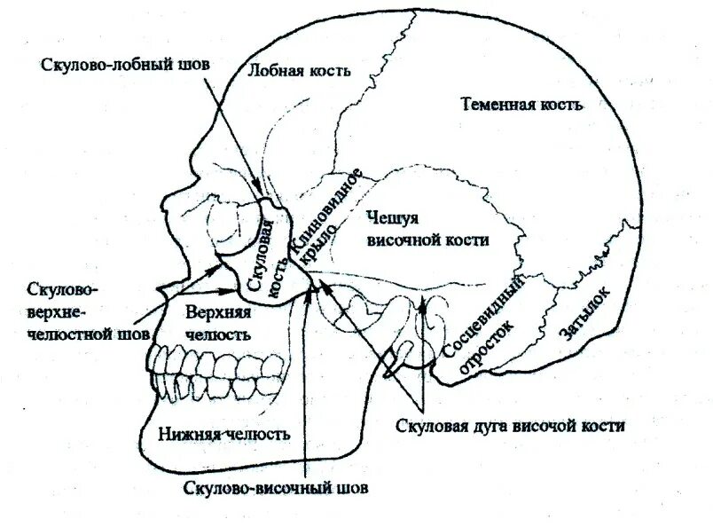 Соединение костей черепа анатомия. Соединения костей черепа анатомия швы. Затылочно-сосцевидный шов черепа. Швы соединяющие кости черепа.