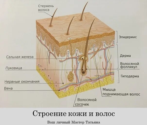 Слои корня волос. Нервные окончания волосяного фолликула. Волосяной мешочек строение. Строение кожи головы. Строение волоса.