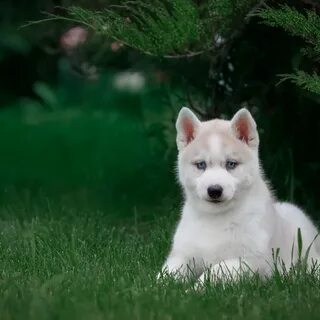 Лайки зеленый фон
