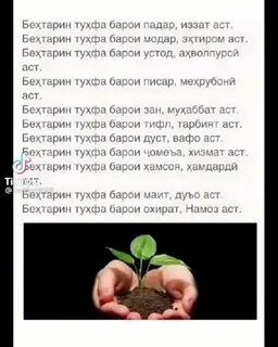 Саломнома