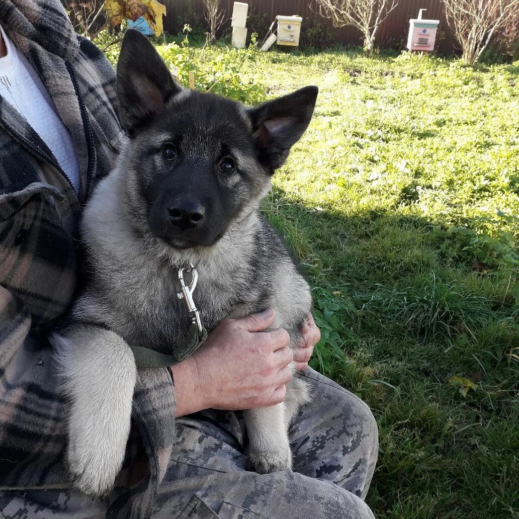 Карело-финская лайка щенки. Лайка высота. Лайка спб. Питомник восточносибирской лайки. Метис зсл.