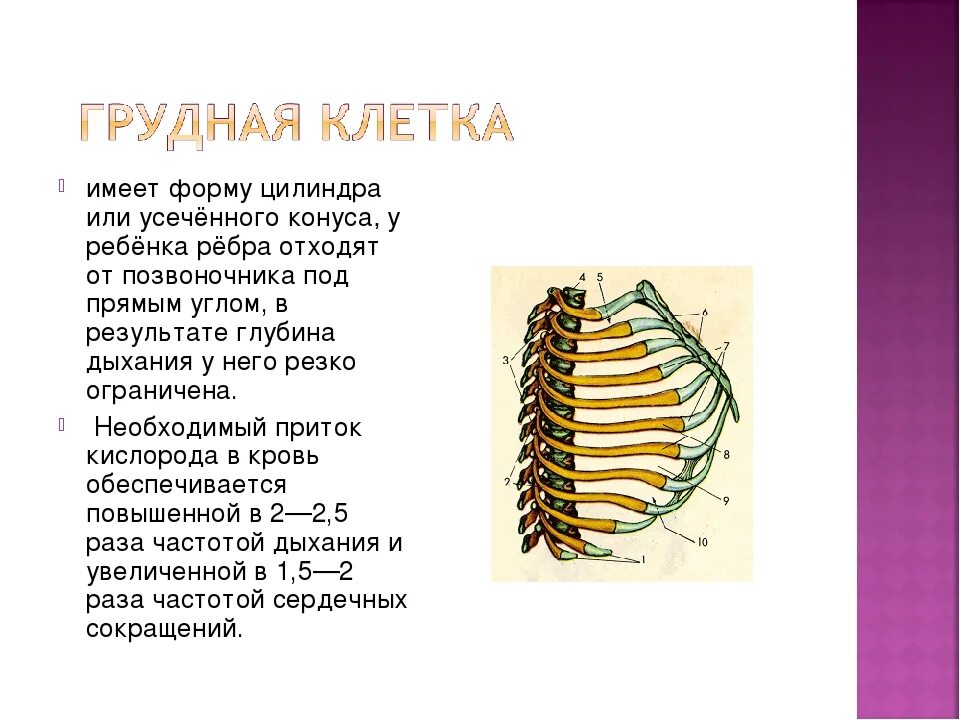 Грудная клетка строение и соединение костей. Грудная клетка сбоку человек. Ребра и грудина анатомия. Грудная клетка не замкнута у. Скелет грудной клетки грудина.