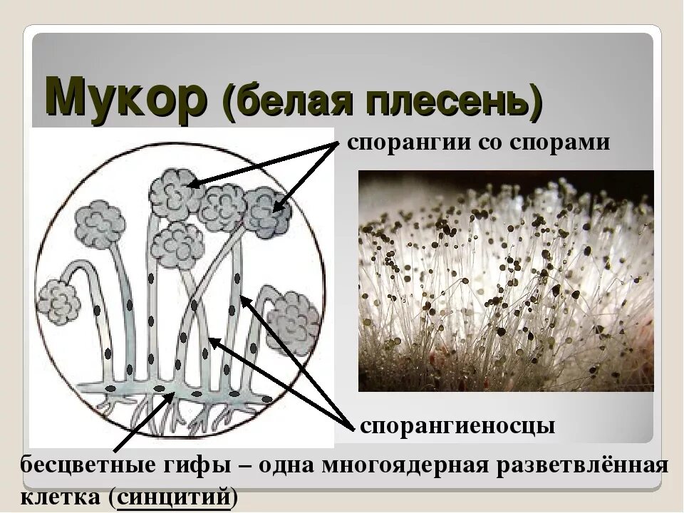 Строение плесневого мукора. Мицелия мукора грибница. Образование спор гриба мукора. Плесень мукор препарат. Род Mucor мицелий.