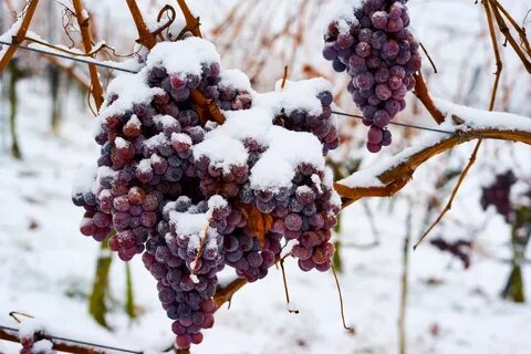 Виноград первая зима