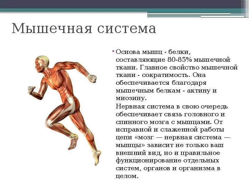 Мышечная система. Опорно двигательная система мышцы. Мышцы опорно двигательного аппарата. Строение опорно-двигательной системы человека (мышечная система).
