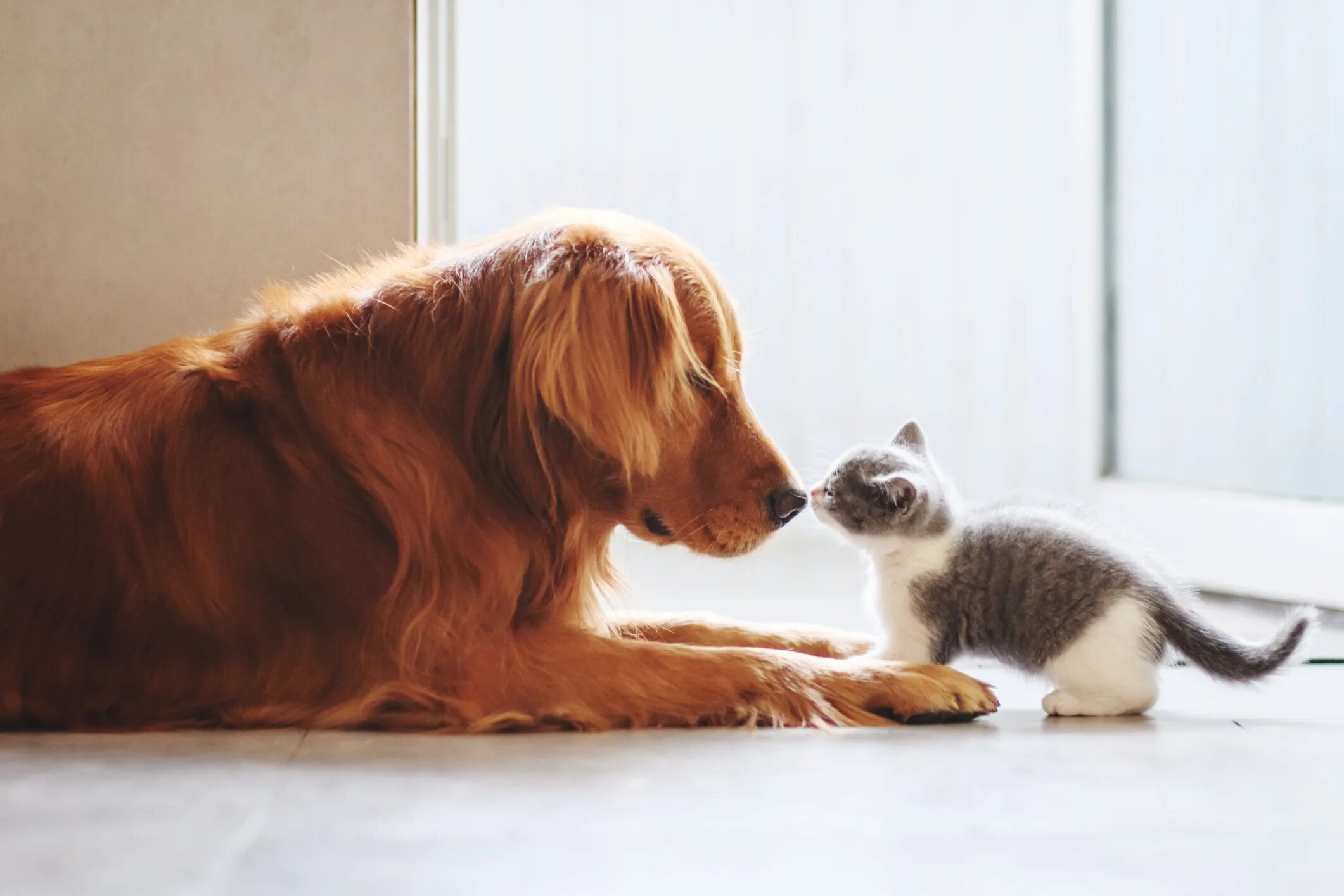 Кошки и собаки. Cat dog home. Щенок и котенок. Кошки и собаки. Бордер-колли.