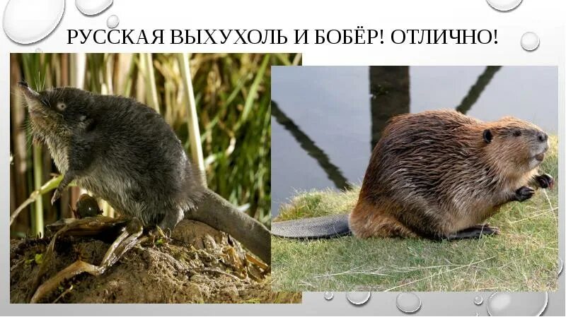 Выхухоли и бобра
