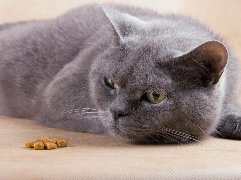 Что делать если кошка ничего не ест. Британский кот лежит. Британский кот кушает. Кот британец ест. Британский кот откормленный.