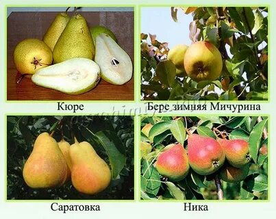 Груша группа культурных растений