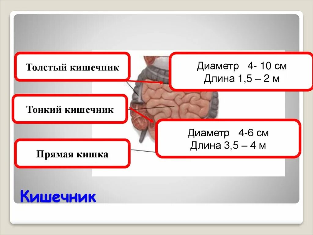 Сколько сантиметров кишка. Диаметр тонкой кишки у взрослого человека. Диаметр кишки у взрослого человека. Длина кишечника у взрослого человека. Размер толстой кишки у взрослого человека.