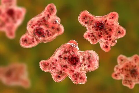Амеба naegleria
