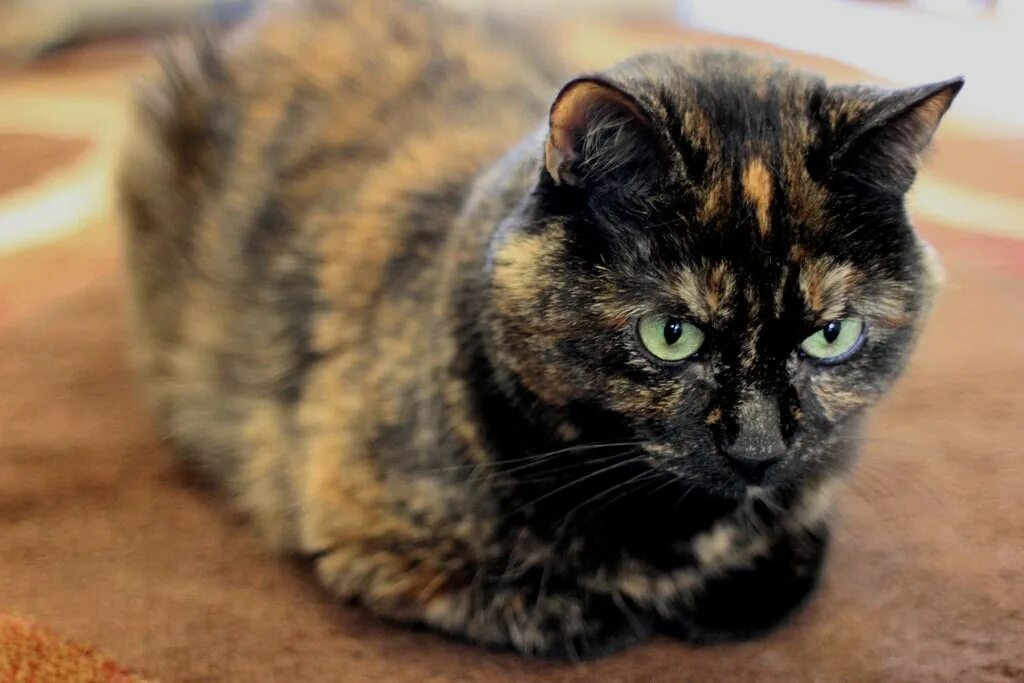 Черепаховая кошка Калико. Европейская короткошерстная кошка черепаховая. Черепаховый окрас у кошек. Трехцветная черепаховая кошка. Черепаховый цвет