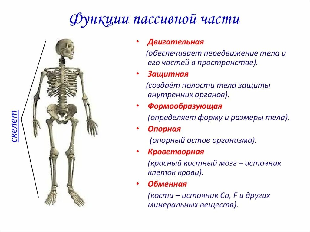 Анатомия опорно двигательная система скелет. Функции пассивной части скелета. Строение и функции опорно-двигательной системы. Системы органов человека опорно двигательная система функции. Питание кости обеспечивает