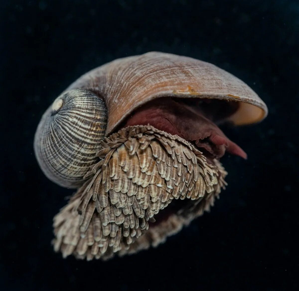 Улитки-броненосцы / crysomallon squamiferum. Улитка броненосец. Улитка броненосец. Улитки-броненосцы / crysomallon squamiferum. Улитки-броненосцы / crysomallon squamiferum.