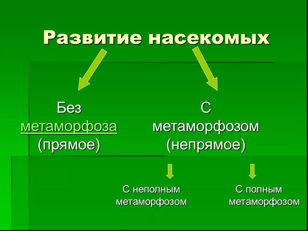Стадия развития неполного превращения