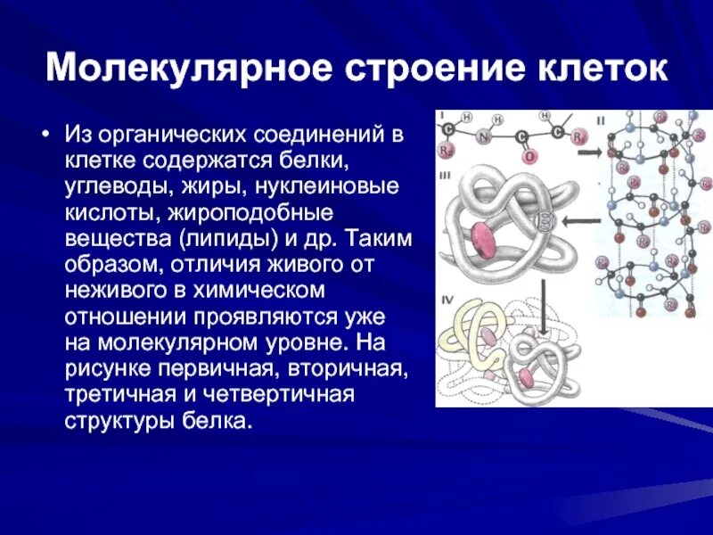 Молекулярная структура клетки. Молекулярное строение клетки. Белки молекулярное строение. Отличие клетки от молекулы