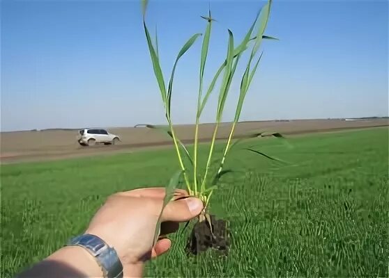 Пшеница в фазе выхода в трубку. Пшеница в фазе выхода в трубку