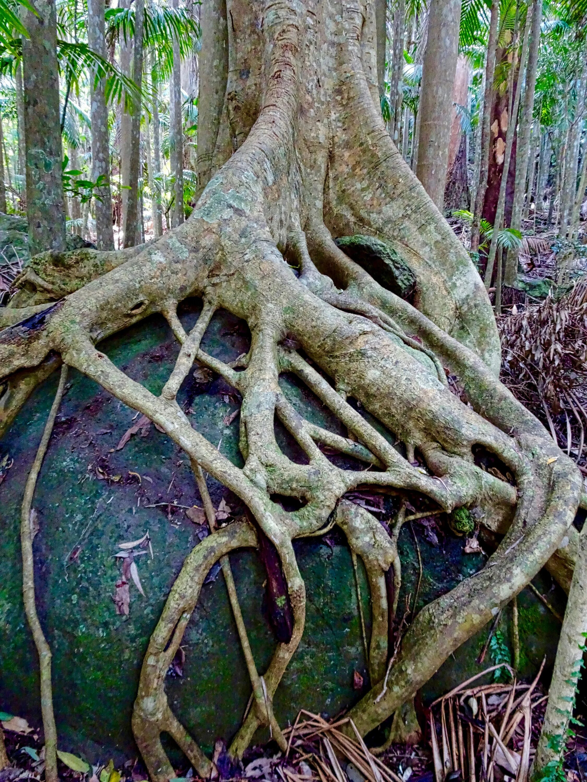 Самые глубокие корни. Фикус душитель Баньян. Дерево лес Баньян. Фикус Баньян в природе. Баньян корни.