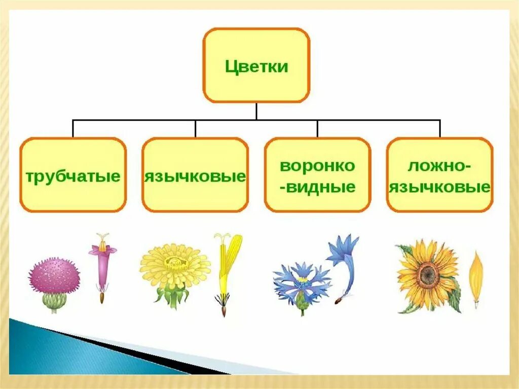 Укажите жизненную форму большинства сложноцветных. Систематика астровых. Сложноцветные Астровые таблица. Семейство Сложноцветные таблица 6 класс биология. Цветки язычковые и трубчатые.