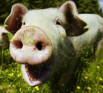 Pig dream