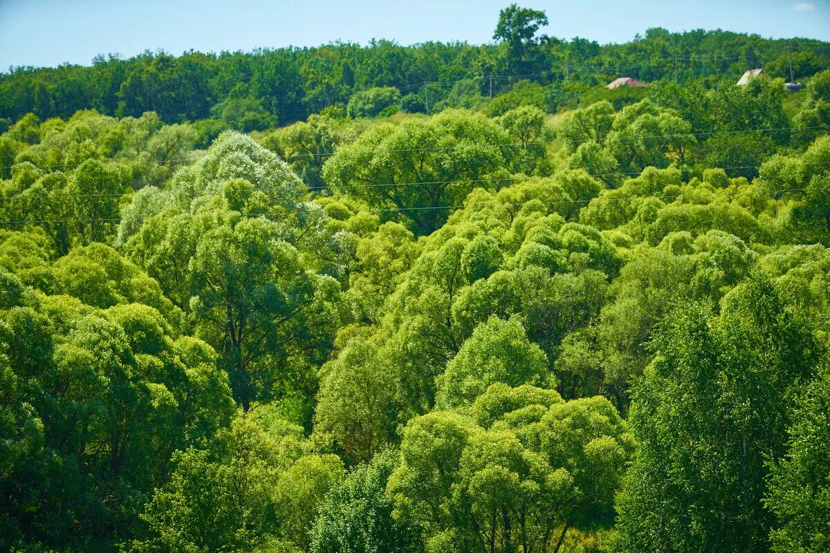 Ива ломкая bullata. Дерево шапкой. Шапка дерева 5. Драцена сокотра. Болванка для шапки из дерева.