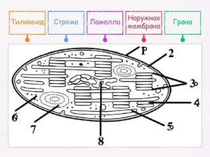 Рисунок хлоропласта