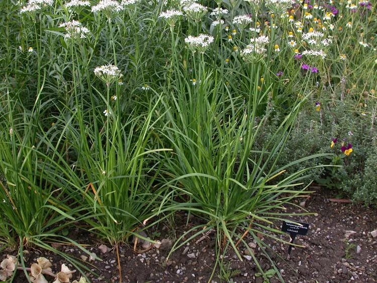 Пряный лук. Аллиум tuberosum. Лук душистый (Allium odorum). Лук душистый (Allium tuberosum). Аллиум Тубероза.