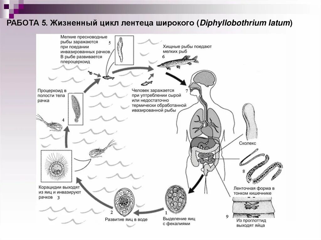 Ленточные жизненный цикл. Стадии жизненного цикла ленточных червей. Жизненный цикл ленточных червей схема. Класс ленточные черви жизненный цикл. Цикл развития ленточных червей.