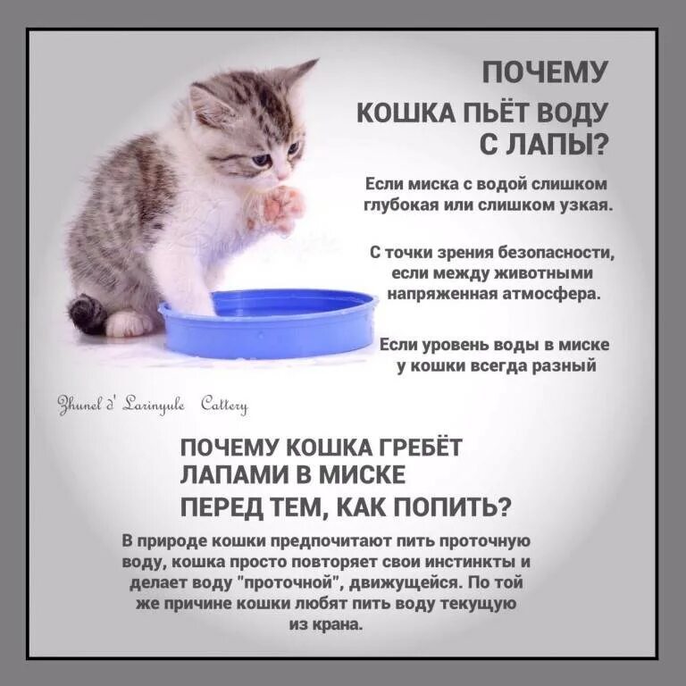 Как приучить котенка пить