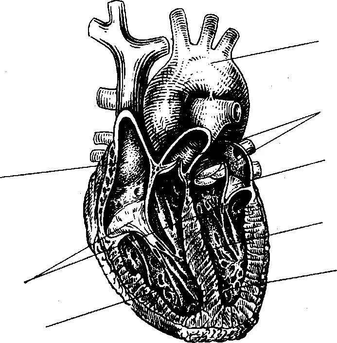На рисунке изображено строение сердца