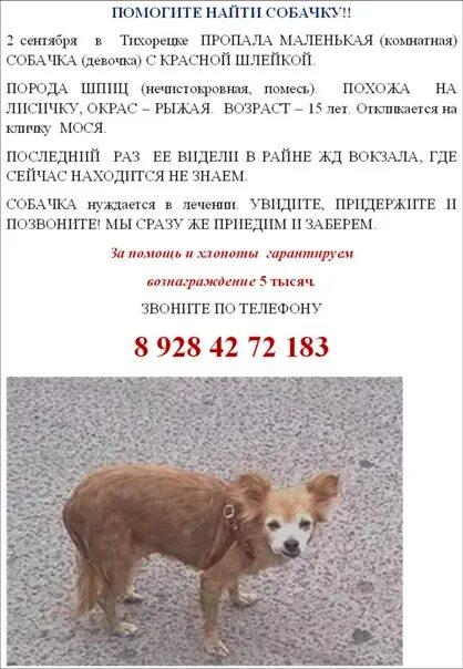 Потерялась собака. Про маленького щенка. Как найти собачку. Чихуахуа. Teacup мальтипу.
