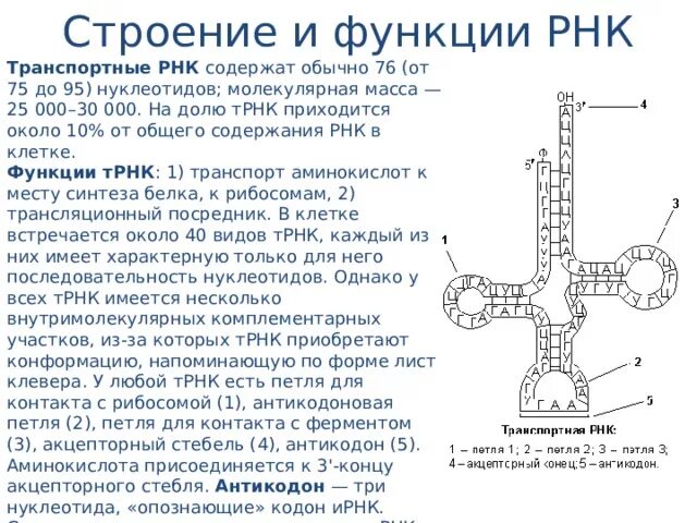 Рнк термины. Функции ТРНК биохимия. Строение т РНК биохимия. ИРНК особенности строения и функции. ТРНК строение и функции.