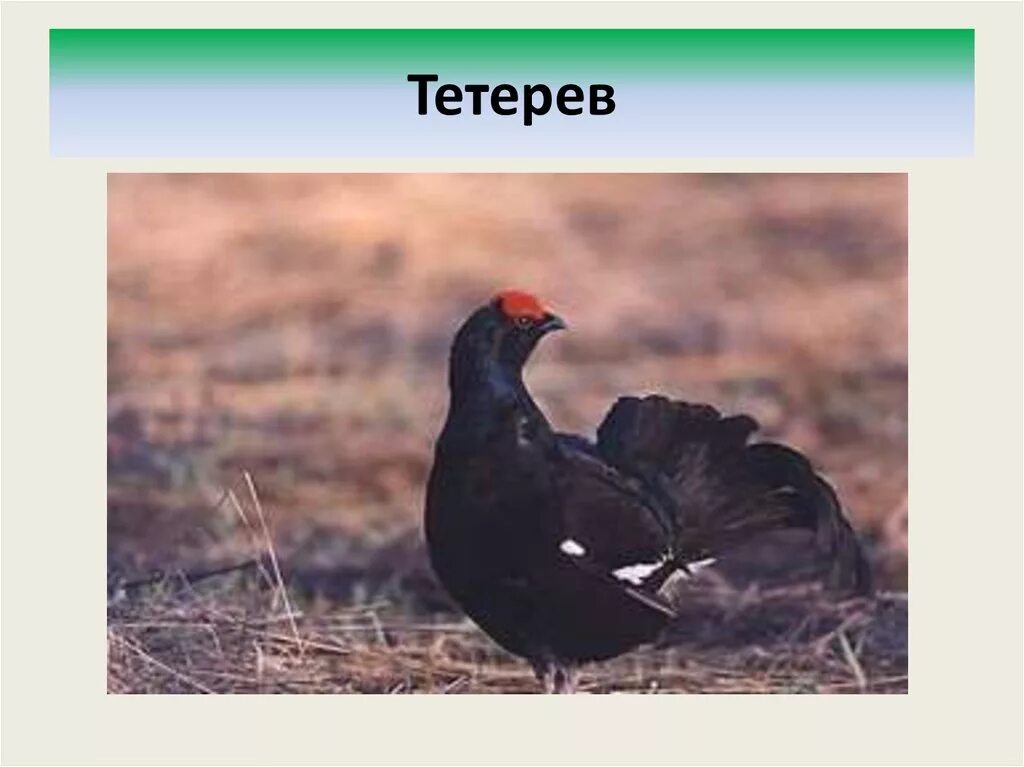 Степной орел и тетерев могут ли встретиться. Тетерев косач токовик. глухарь тетерев рябчик. глухарь, тетёрка, кедровка. тетерев обыкновенный.