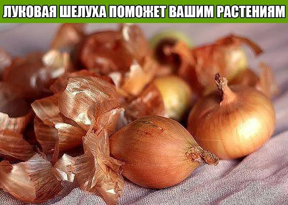 Как пить луковую. Как пить луковую