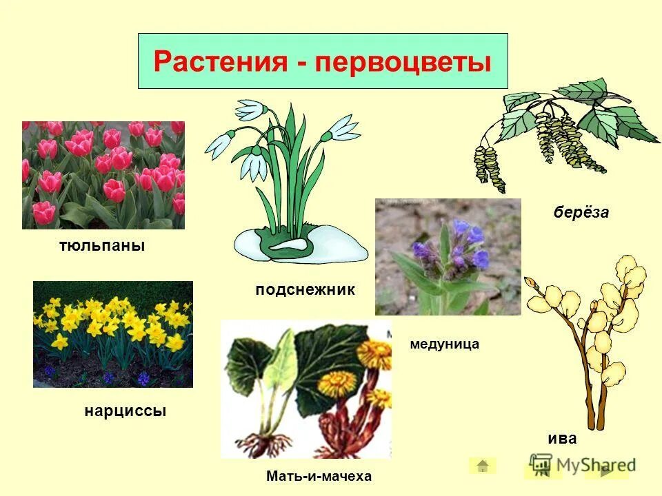 Первоцветы окружающий мир 2 класс. Весенние раннецветущие растения. Растения для дошкольников. Первые весенние цветы названия. Растения весной для дошкольников.