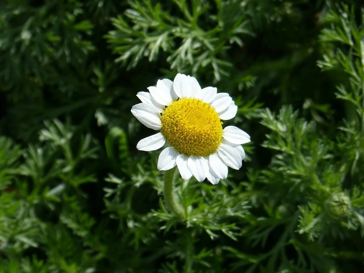 Ромашка листья. Ромашка листья. Листик ромашки. Литье ромашка. Ромашка садовая.