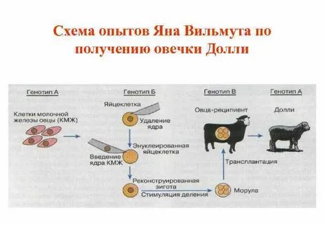 Последовательность этапов клонирования овцы