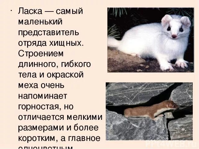 Сердце ласка значение. Ласка – самый маленький представитель отряда хищных.. горностай и ласка отличия. горностай и ласка сравнение. информация о ласке.