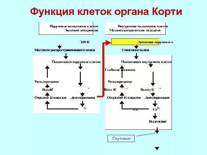 Функции органов клетки. Функция клеток органа корти. органа корти глутамат. поддерживающийся клетки органа корти. механизм механотрансдукции в волосковых клетках органа корти.