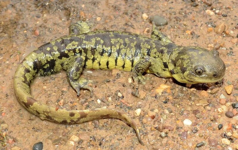 Ambystoma mavortium. Тигровая амбистома аксолотль. Мексиканская амбистома фото. Мексиканская амбистома фото. Тигровая амбистома аксолотль.