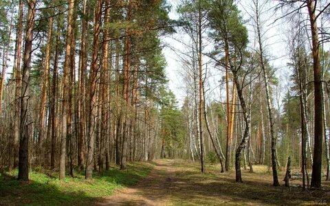 Дорога через сосенки