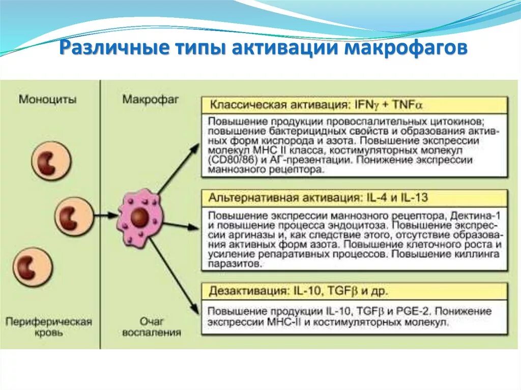 Активация клеток м1 макрофагов. Механизмы действия активированных макрофагов. Факторы активации макрофагов. Функции активированных макрофагов. Роль макрофагов