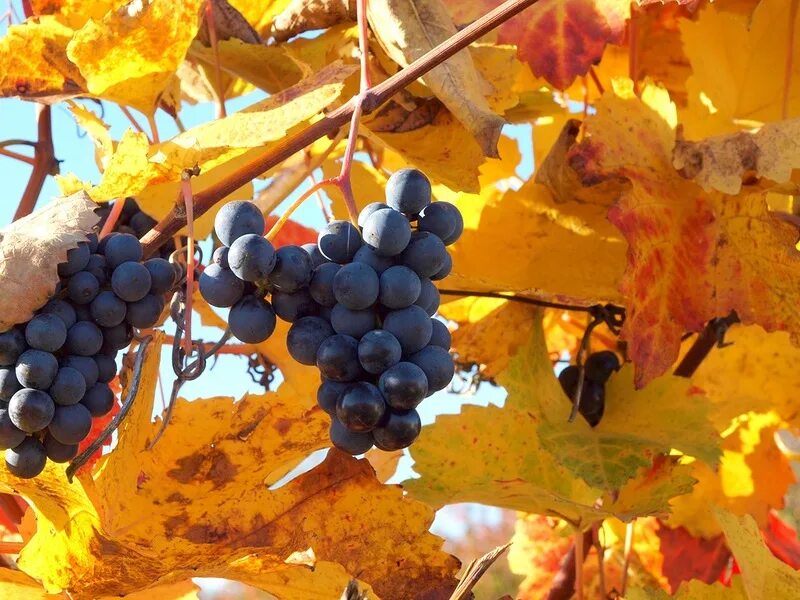 Картинки осень виноград. Виноградники осенью. Осенний виноград. Виноградная лоза осенью. Виноградник осень.
