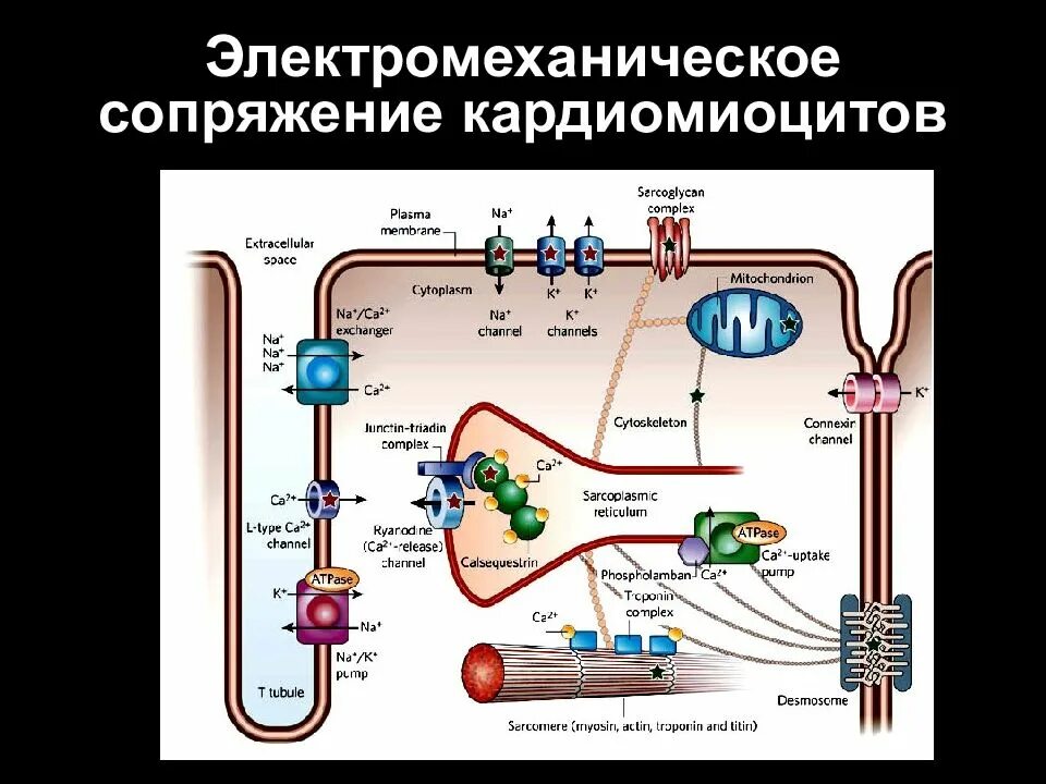 Физиология кардиомиоцитов. График пд атипичных кардиомиоцитов. График пд атипических кардиомиоцитов. Пд типичного и атипичного кардиомиоцита. Физиология кардиомиоцитов.