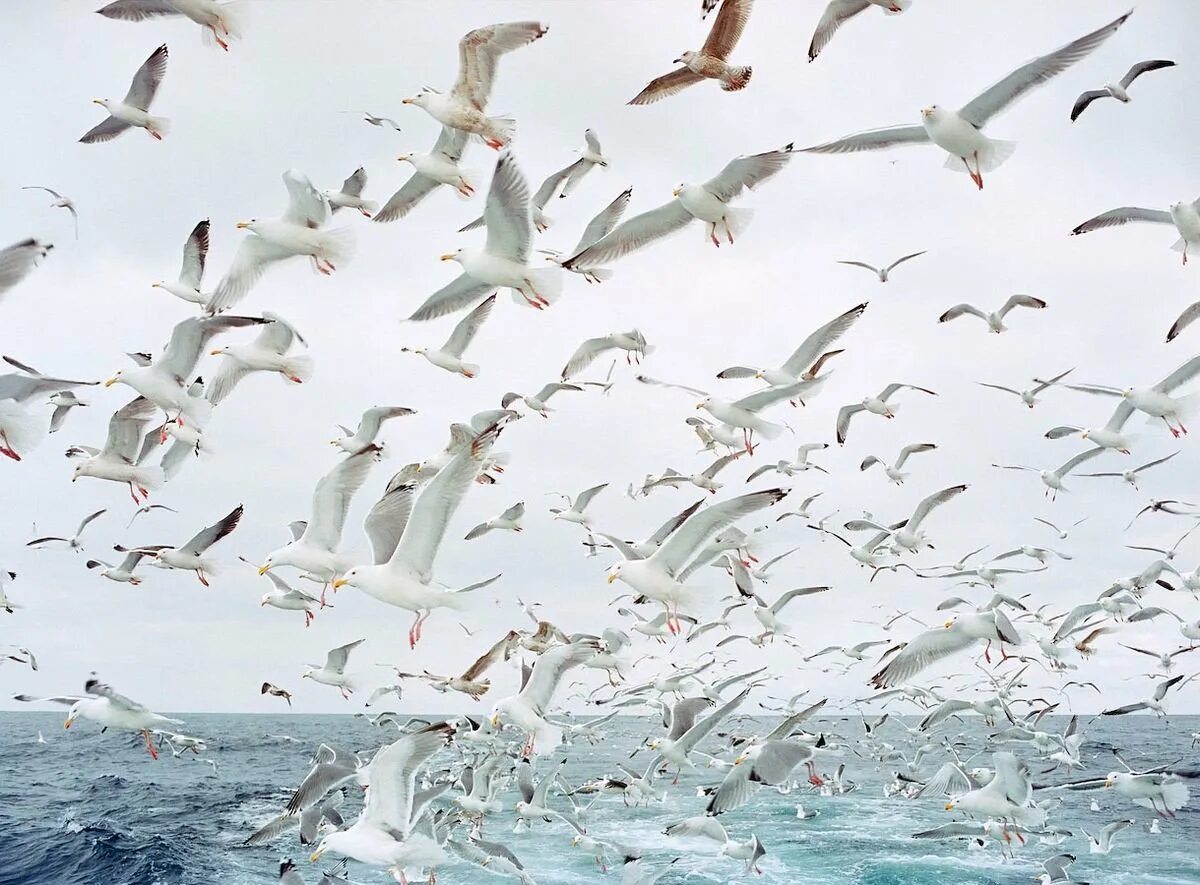 Словно стая птиц. Стая чаек. Много птиц. Много птиц в небе. Стая чаек над морем.