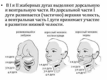 Дуги лица