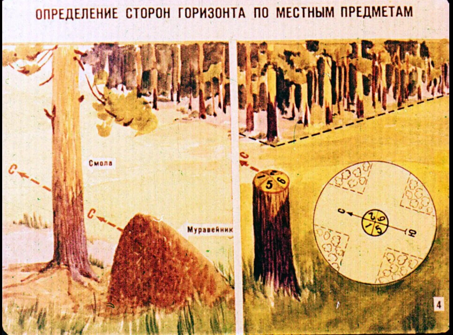 Природные признаки сторон света. Определение сторон горизонта по местным предметам. Способы определения сторон горизонта на местности. Определение сторон горизонта по признакам местных предметов. Определить стороны горизонта по местным признакам.